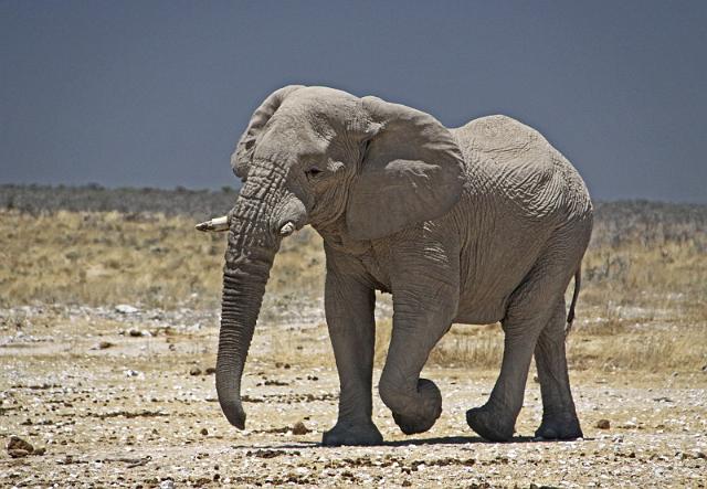 209 Etosha NP, olifant.JPG